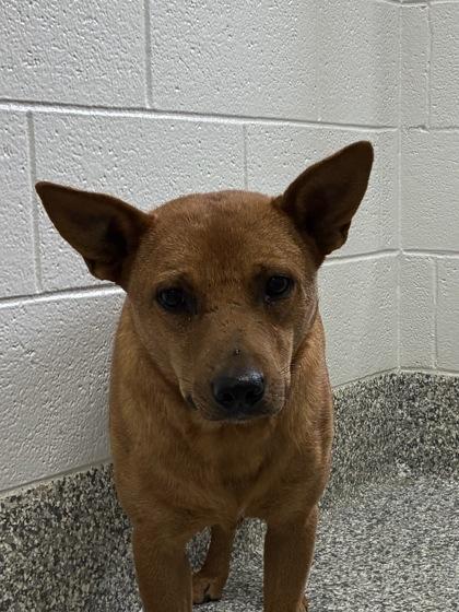 26-29 Buster Brown, Adoptable, Adult Male Mixed Breed & Mixed Breed.