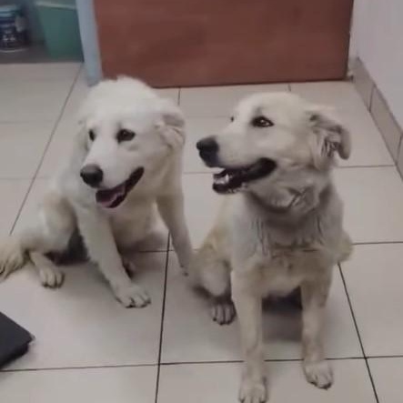 Sunny, an adopted mixed breed in San Diego, CA image 5/6