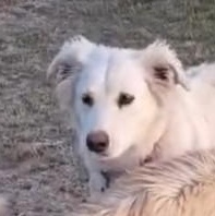 Sunny, an adopted mixed breed in San Diego, CA image 3/6