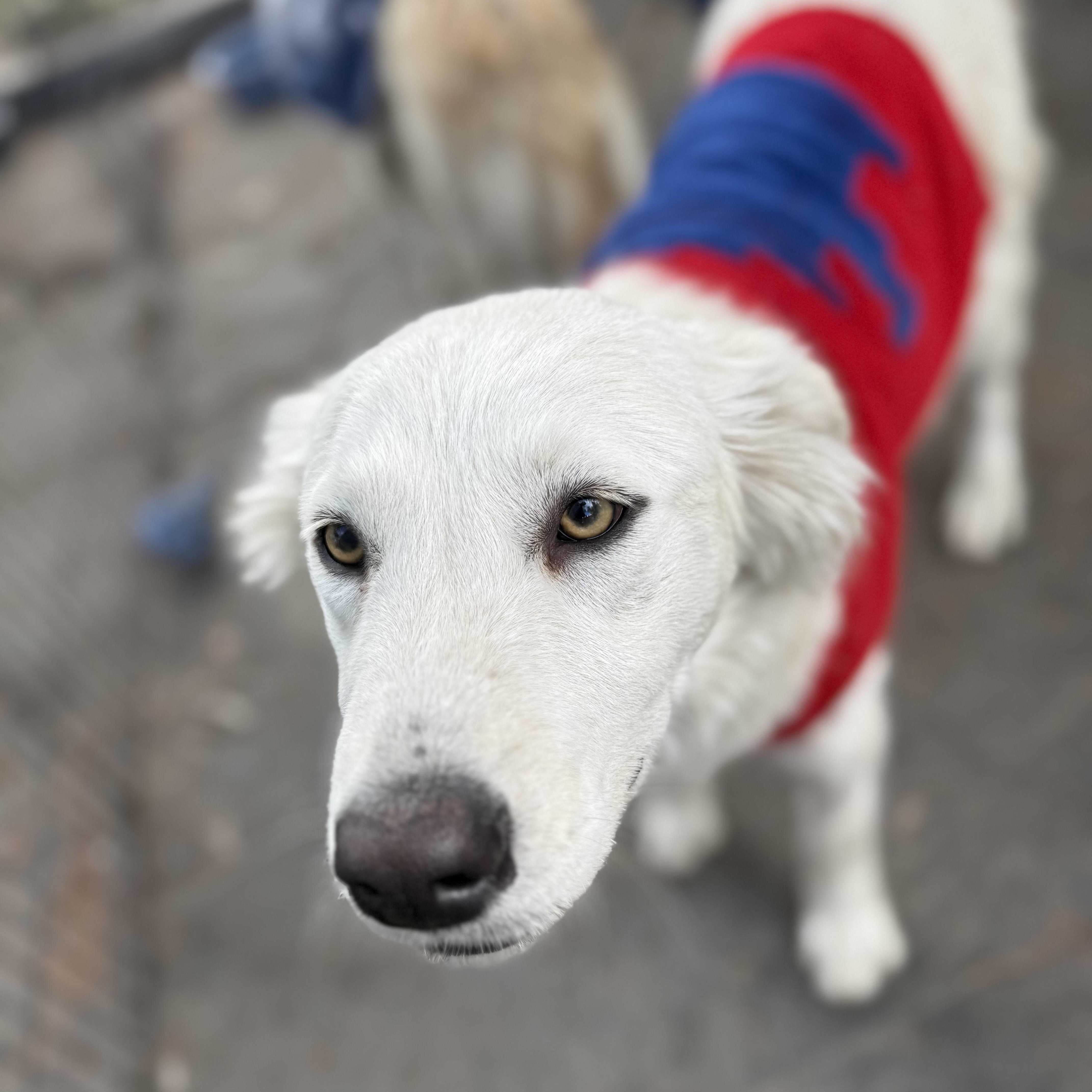 Sunny, an adopted mixed breed in San Diego, CA image 2/6