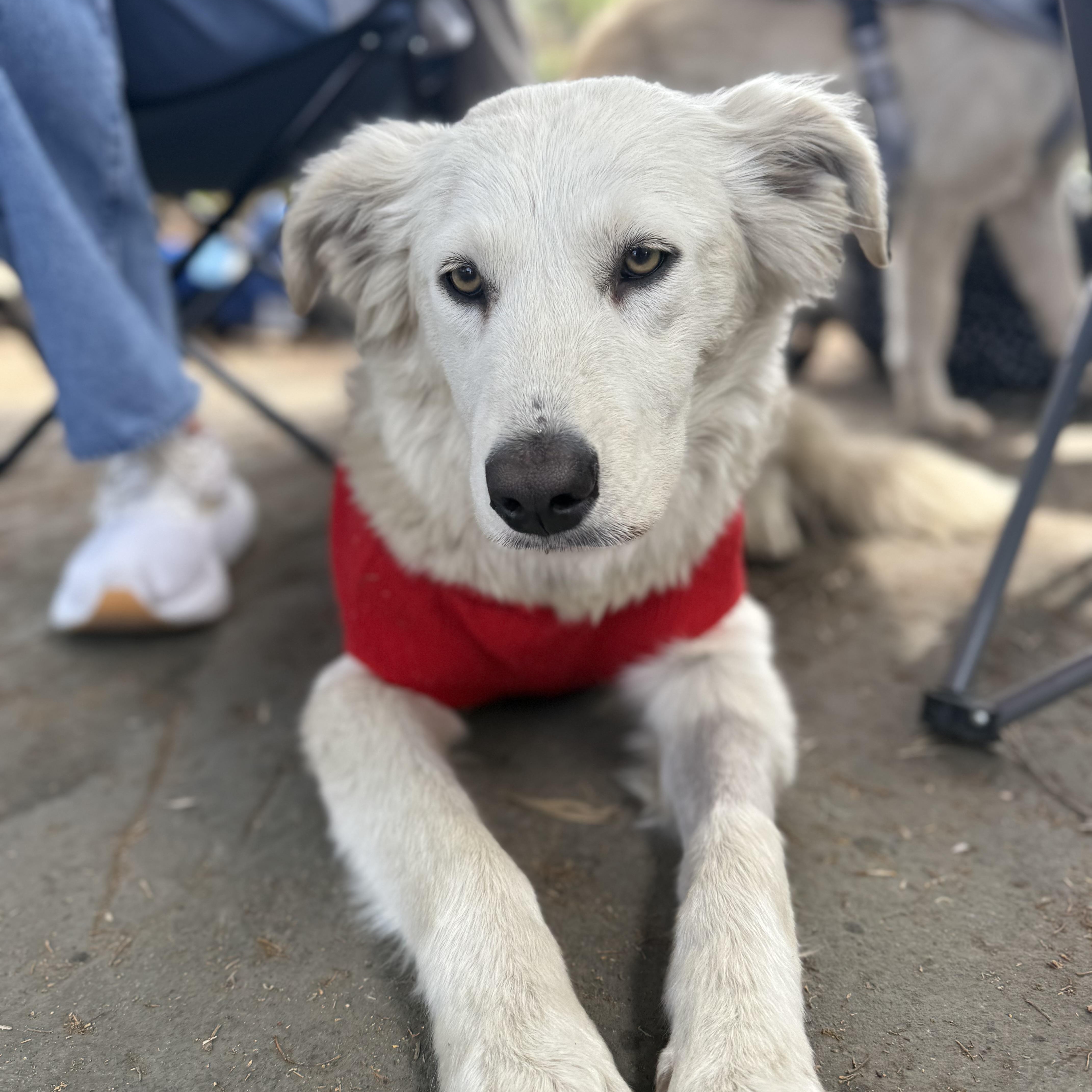 Sunny, an adopted mixed breed in San Diego, CA image 1/6