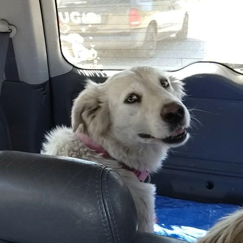 Sunny, an adopted mixed breed in San Diego, CA image 4/6