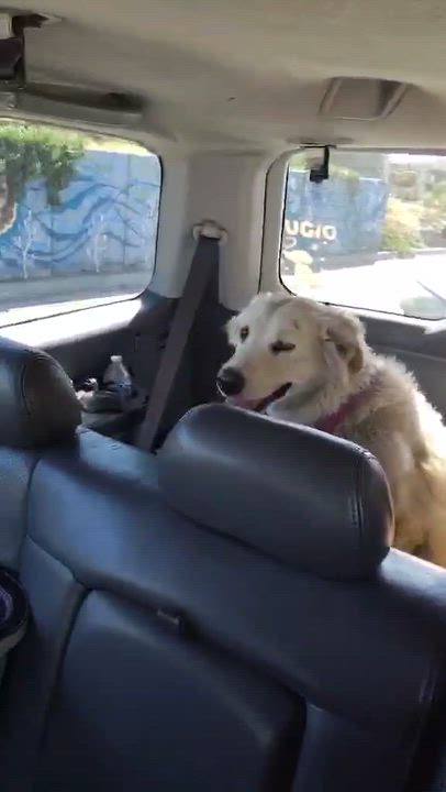 Enlarge Sunny, an adopted mixed breed in San Diego, CA video 6/6