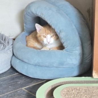Bob, Adoptable, Kitten Male Domestic Short Hair.