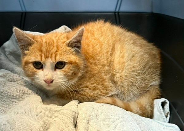 Enlarge Bob, a Adoptable mixed breed in Claremore, OK image 2/3