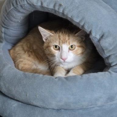 Enlarge Bob, a Adoptable mixed breed in Claremore, OK image 3/3