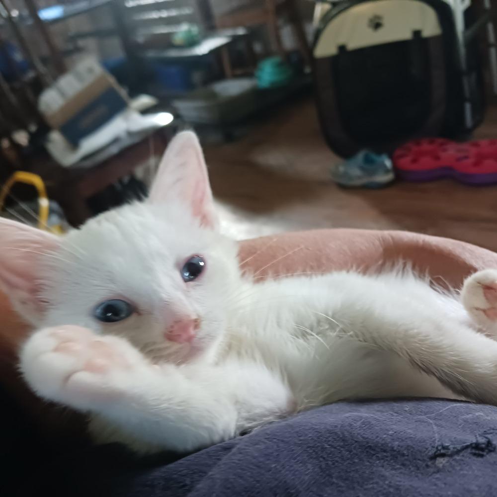 Enlarge Snow Wing, a Adopted American Shorthair in La valle, WI image 1/1