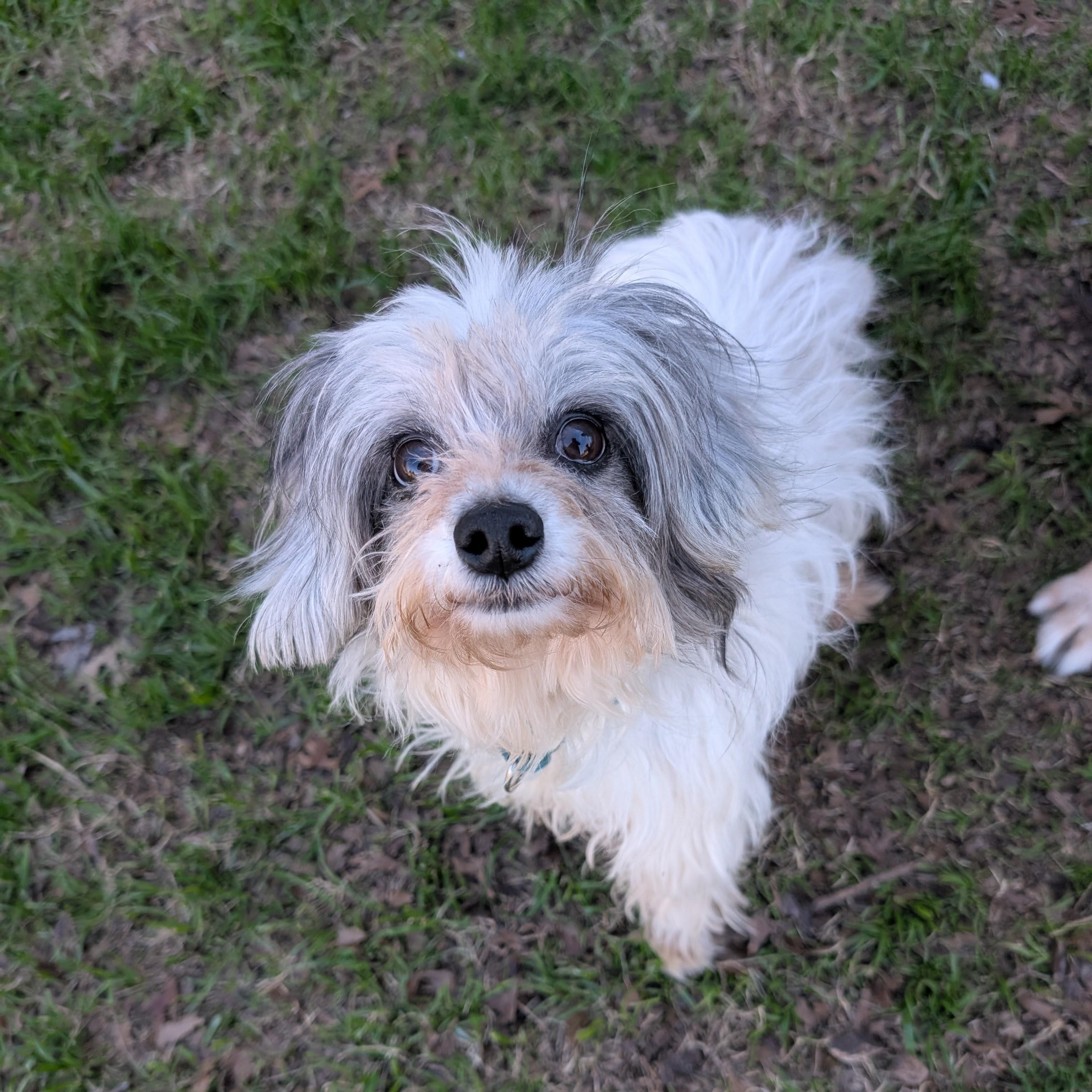 Enlarge Winona, an adopted mixed breed in Austin, TX image 3/6