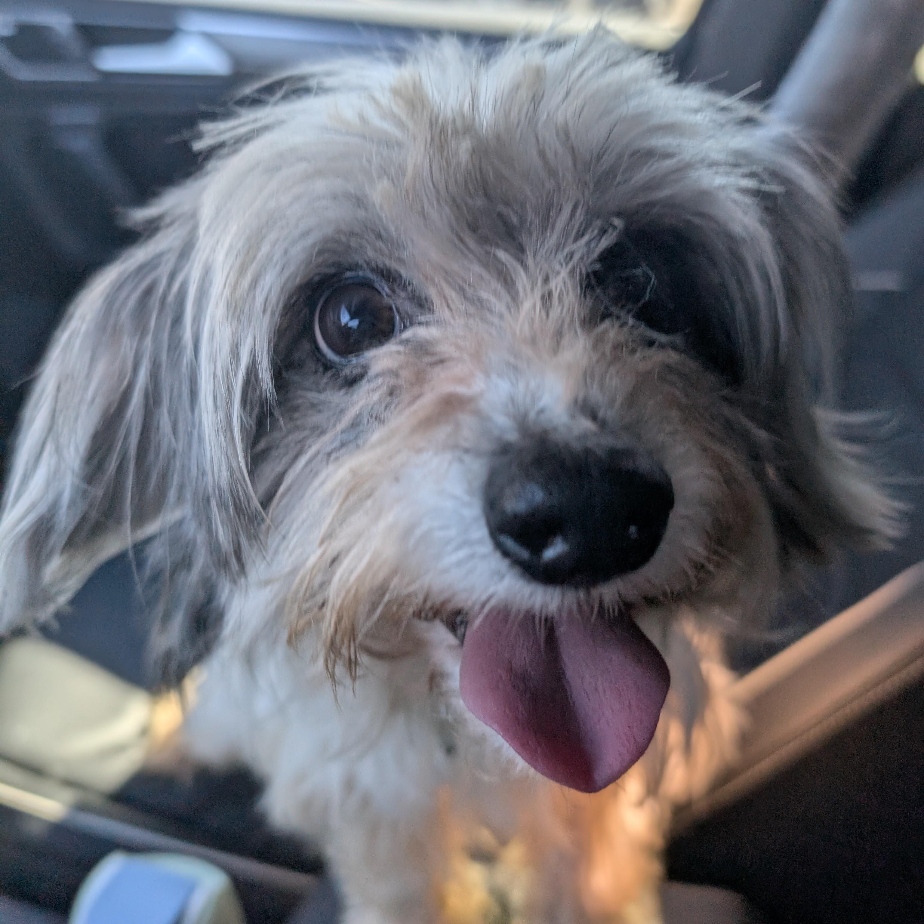 Enlarge Winona, an adopted mixed breed in Austin, TX image 4/6