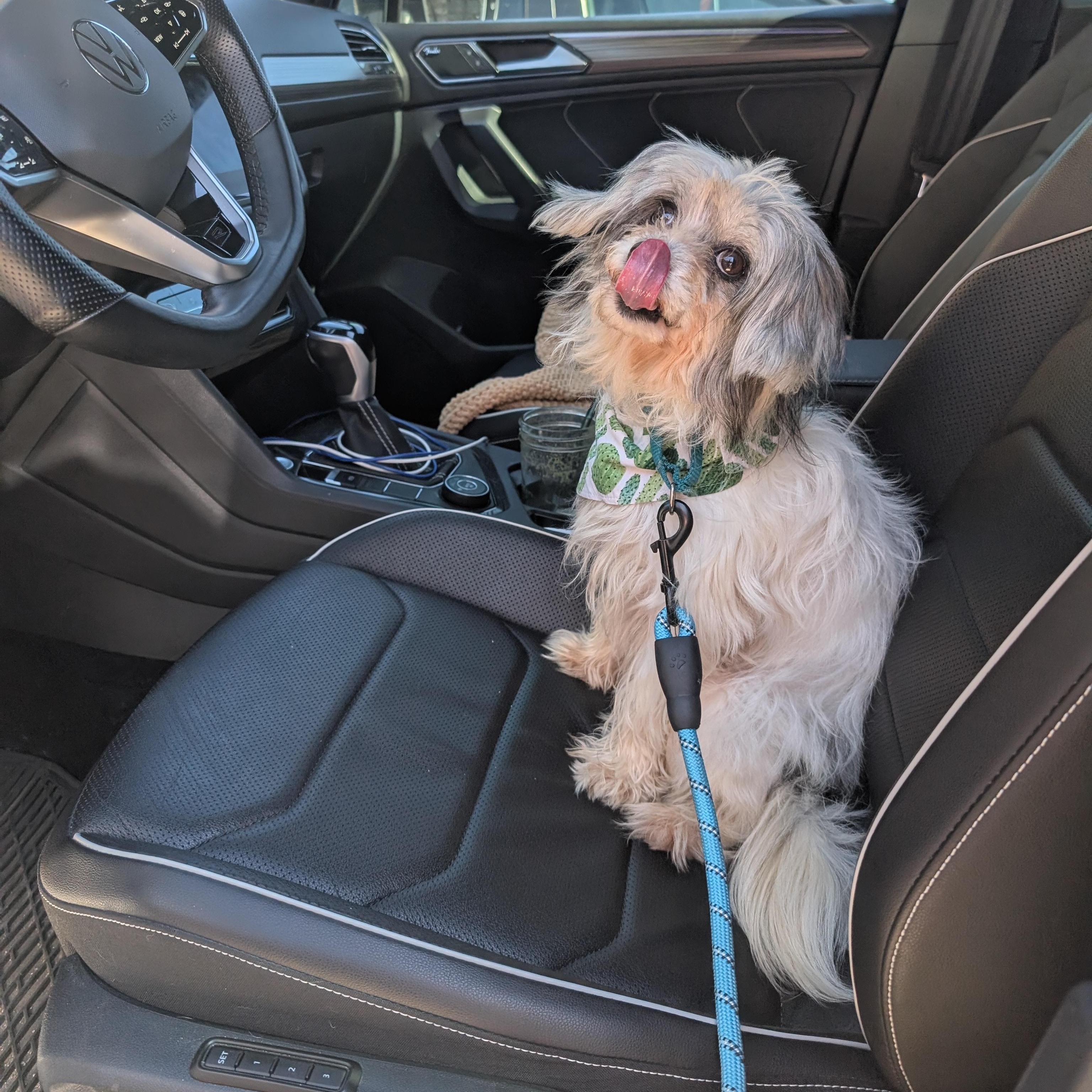 Enlarge Winona, an adopted mixed breed in Austin, TX image 6/6