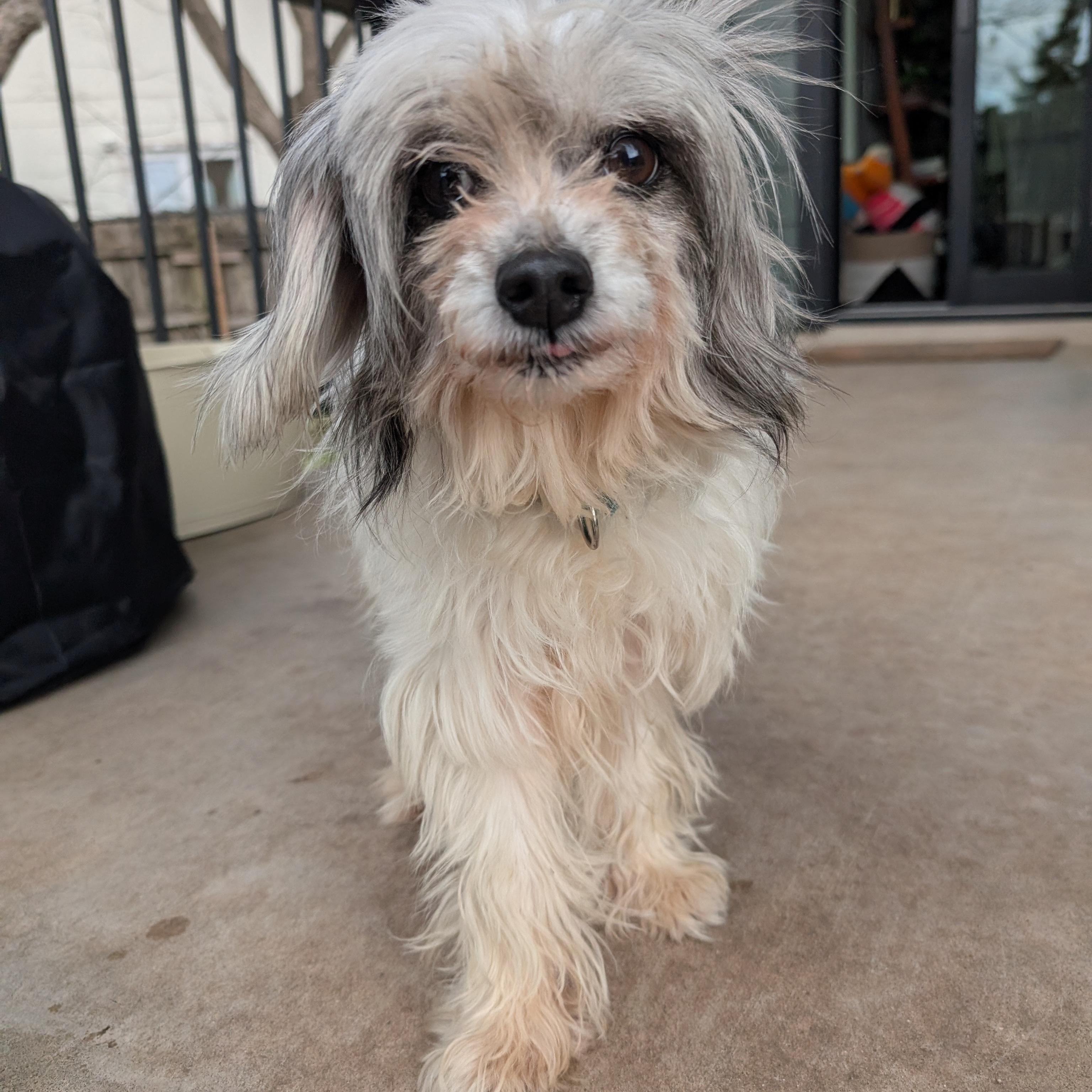 Enlarge Winona, an adopted mixed breed in Austin, TX image 2/6