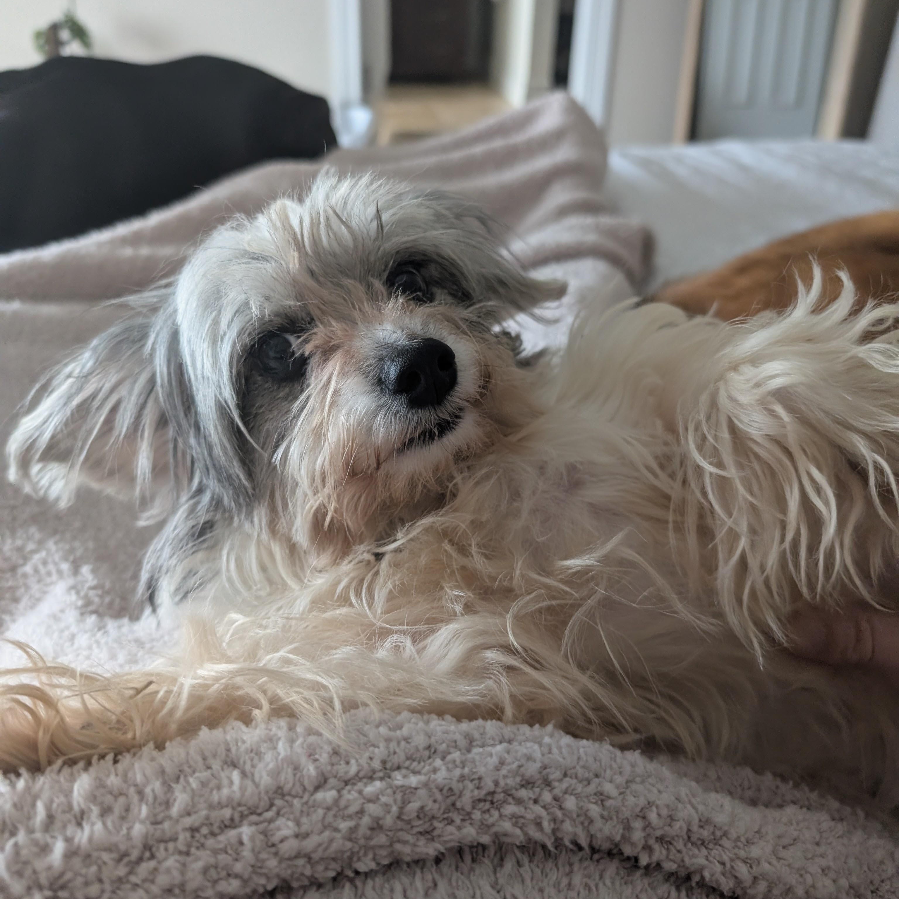 Enlarge Winona, an adopted mixed breed in Austin, TX image 5/6