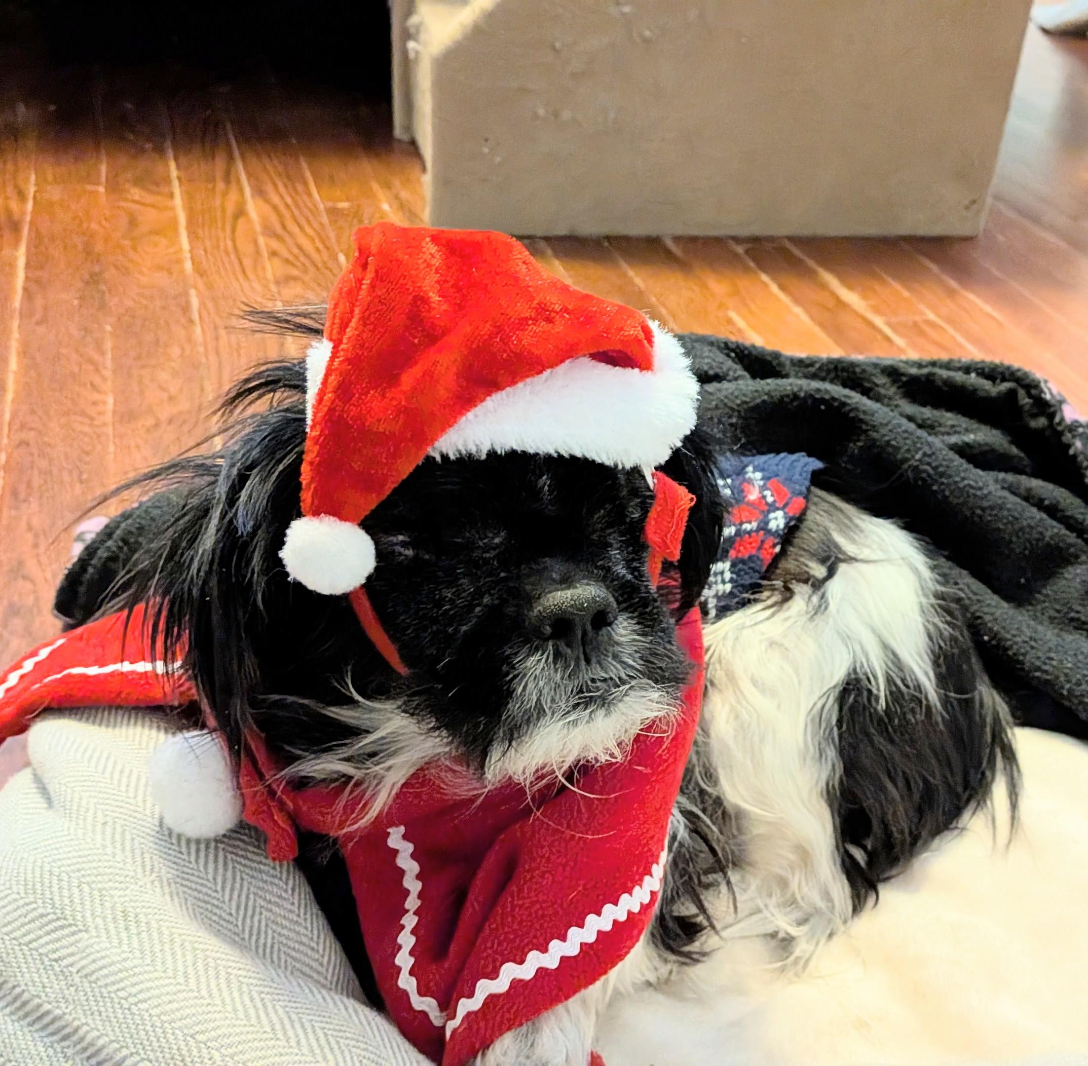 Furby, Adoptable, Senior Male Shih Tzu & Japanese Chin.
