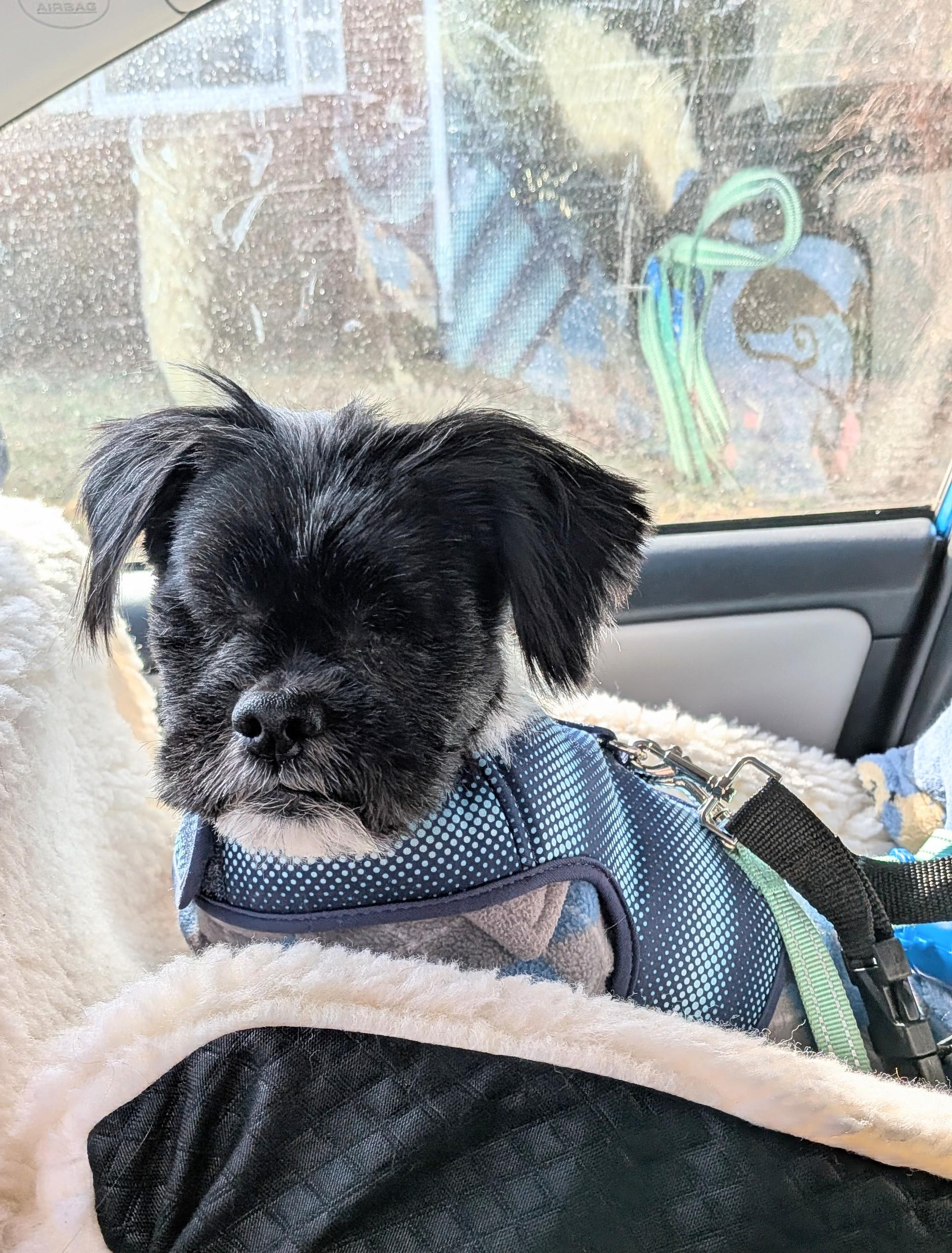 Furby, Adoptable, Senior Male Shih Tzu & Japanese Chin.