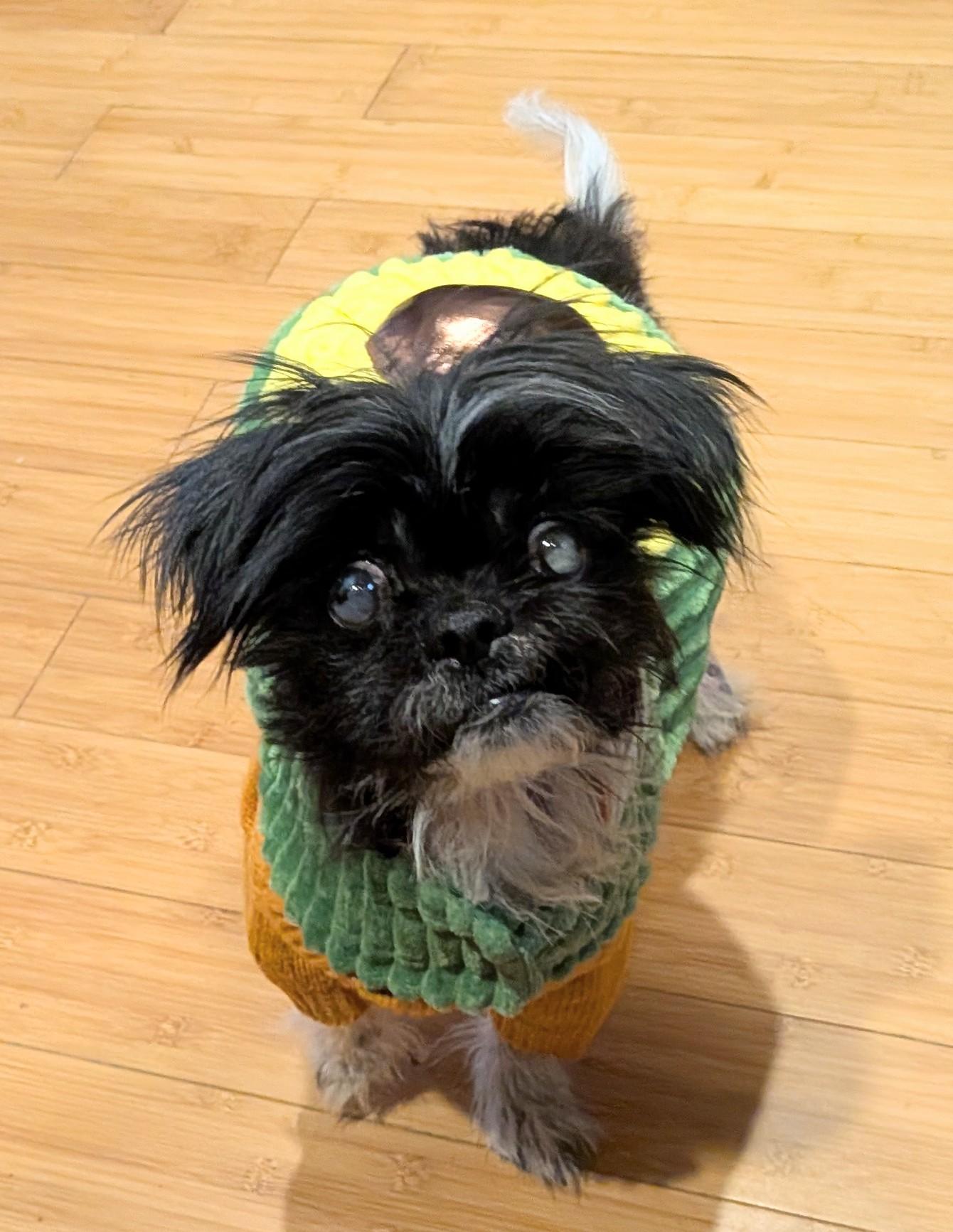 Furby, a Adoptable mixed breed in Rockville, MD image 5/6