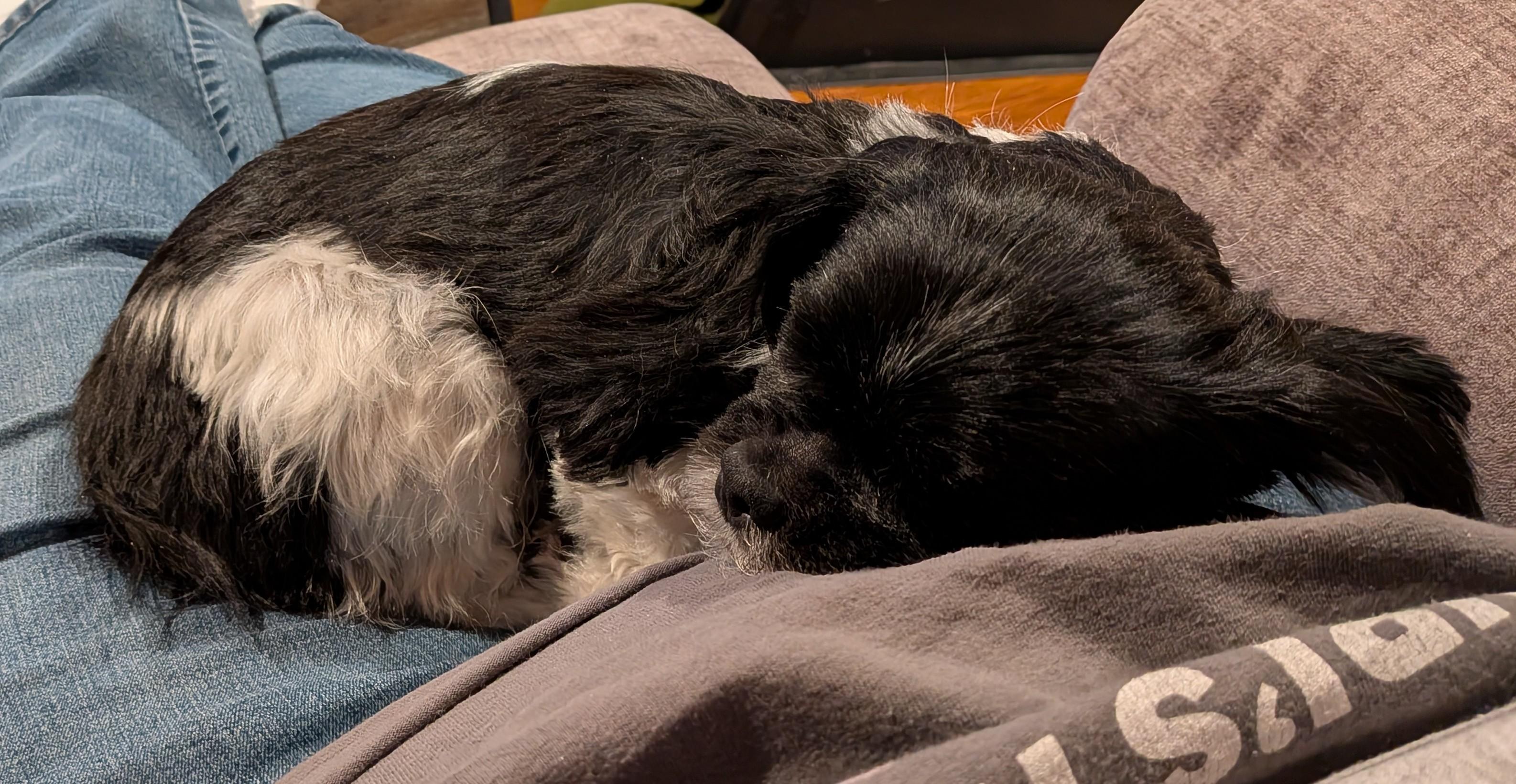 Enlarge Furby, a Adoptable mixed breed in Rockville, MD image 4/6