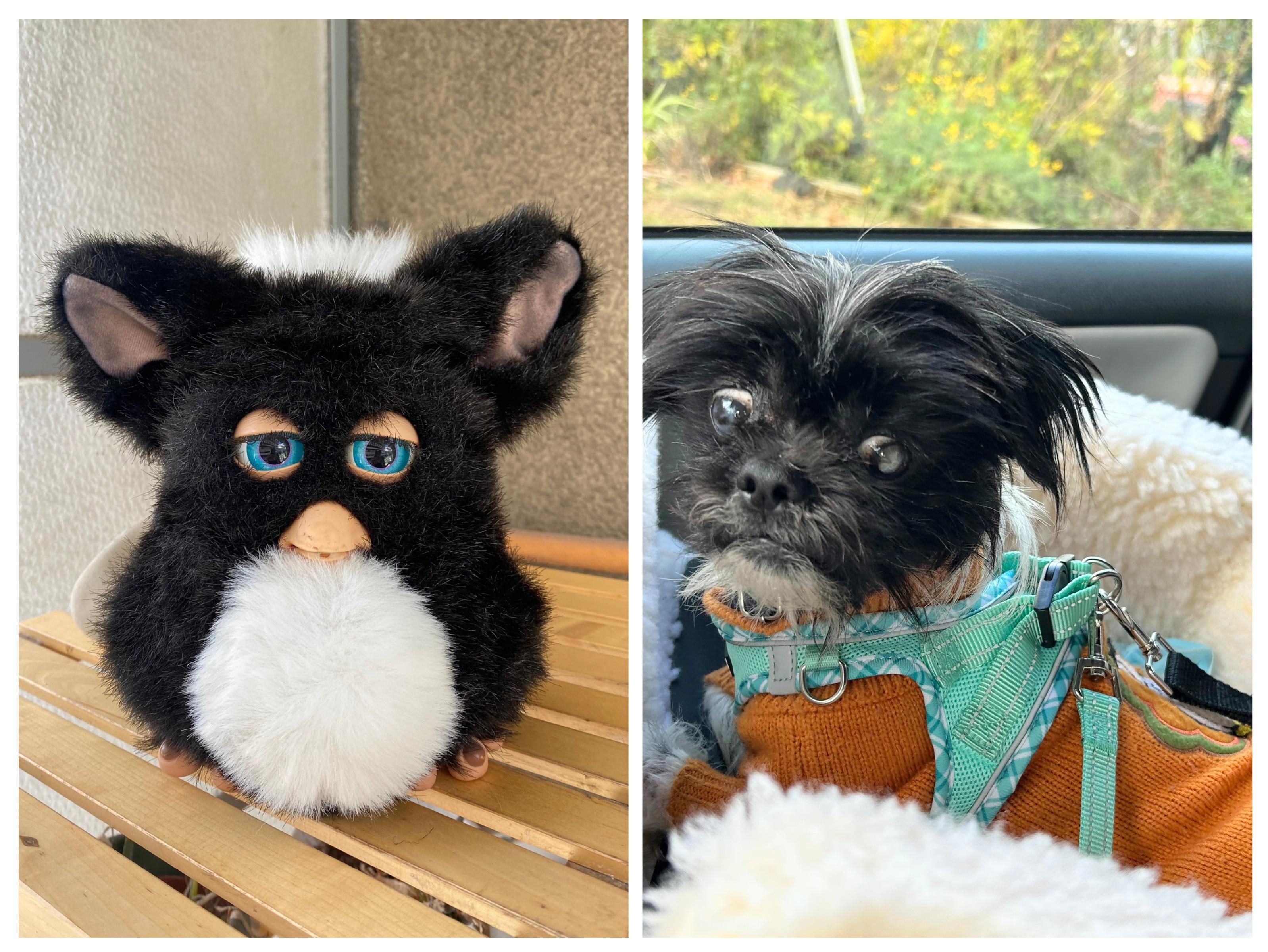 Enlarge Furby, a Adoptable mixed breed in Rockville, MD image 6/6