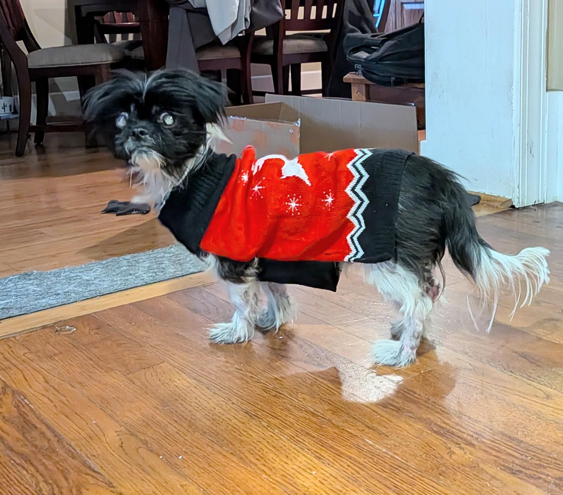 Furby, a Adoptable mixed breed in Rockville, MD image 3/6