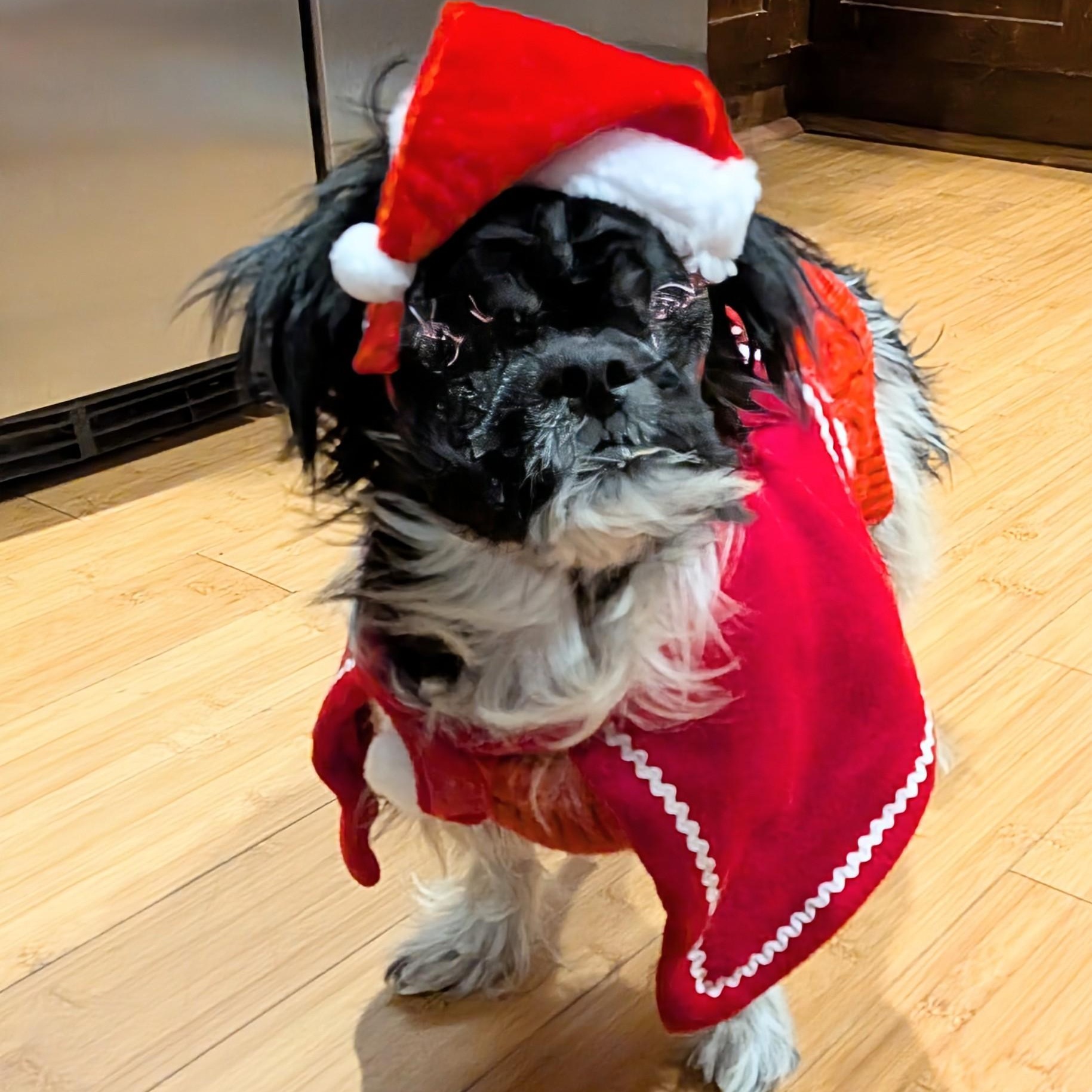 Furby, Adoptable, Senior Male Shih Tzu & Japanese Chin.