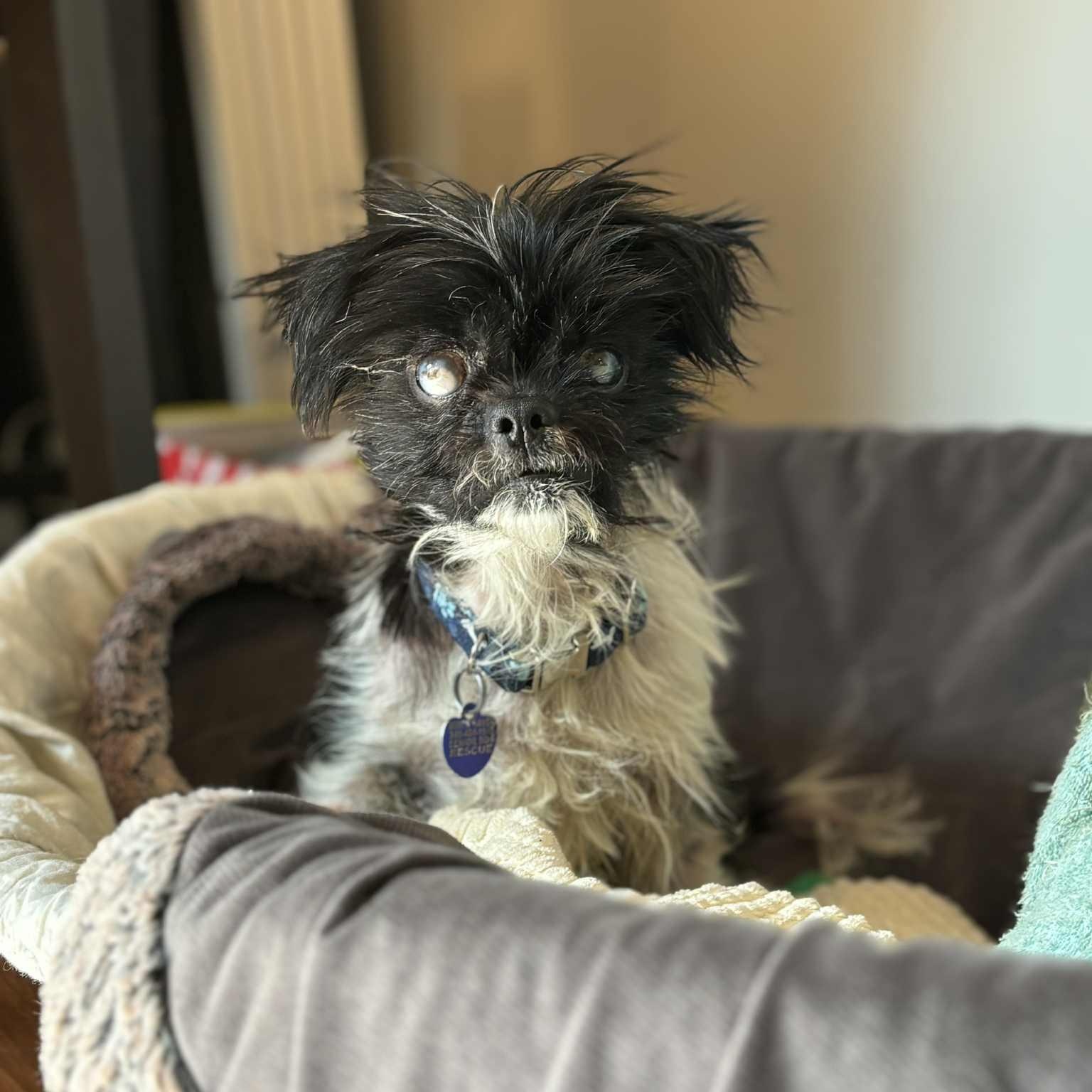 Furby, a Adoptable mixed breed in Rockville, MD image 4/6