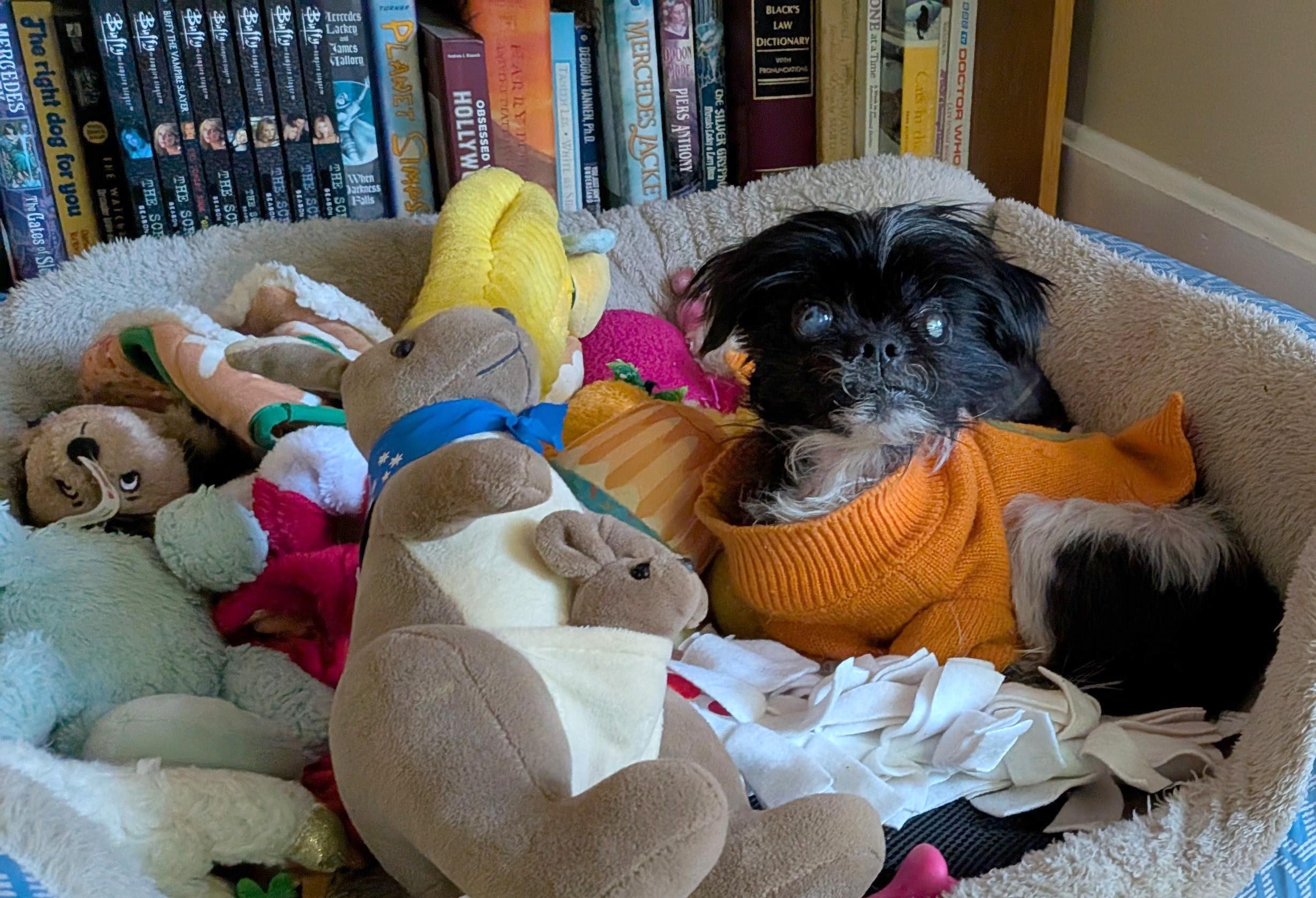 Furby, a Adoptable mixed breed in Rockville, MD image 2/6