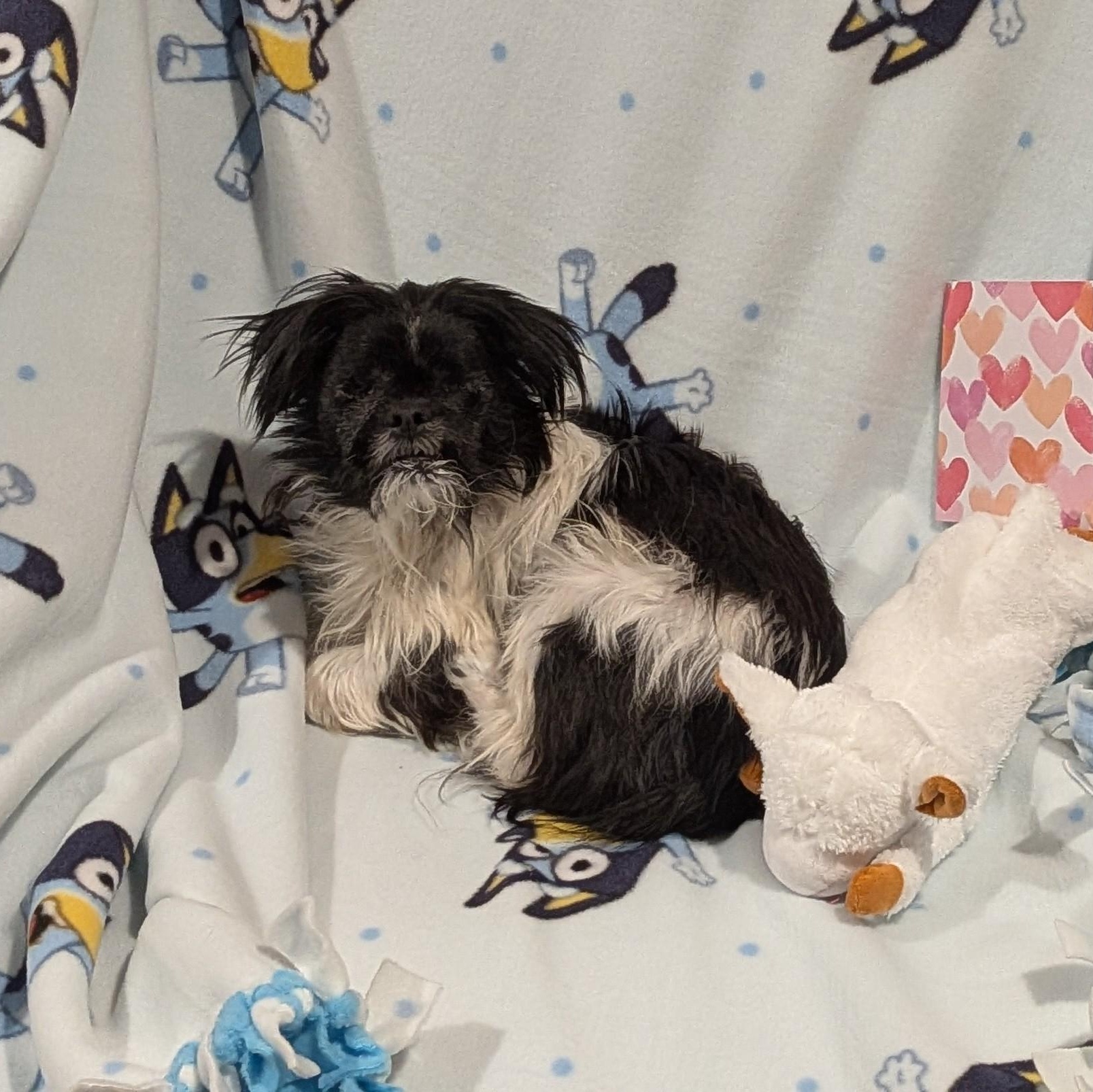 Enlarge Furby, a Adoptable mixed breed in Rockville, MD image 3/6