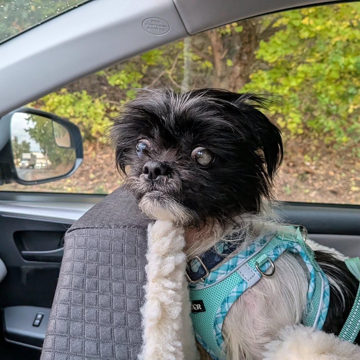 Furby, a Adoptable mixed breed in Rockville, MD image 1/6