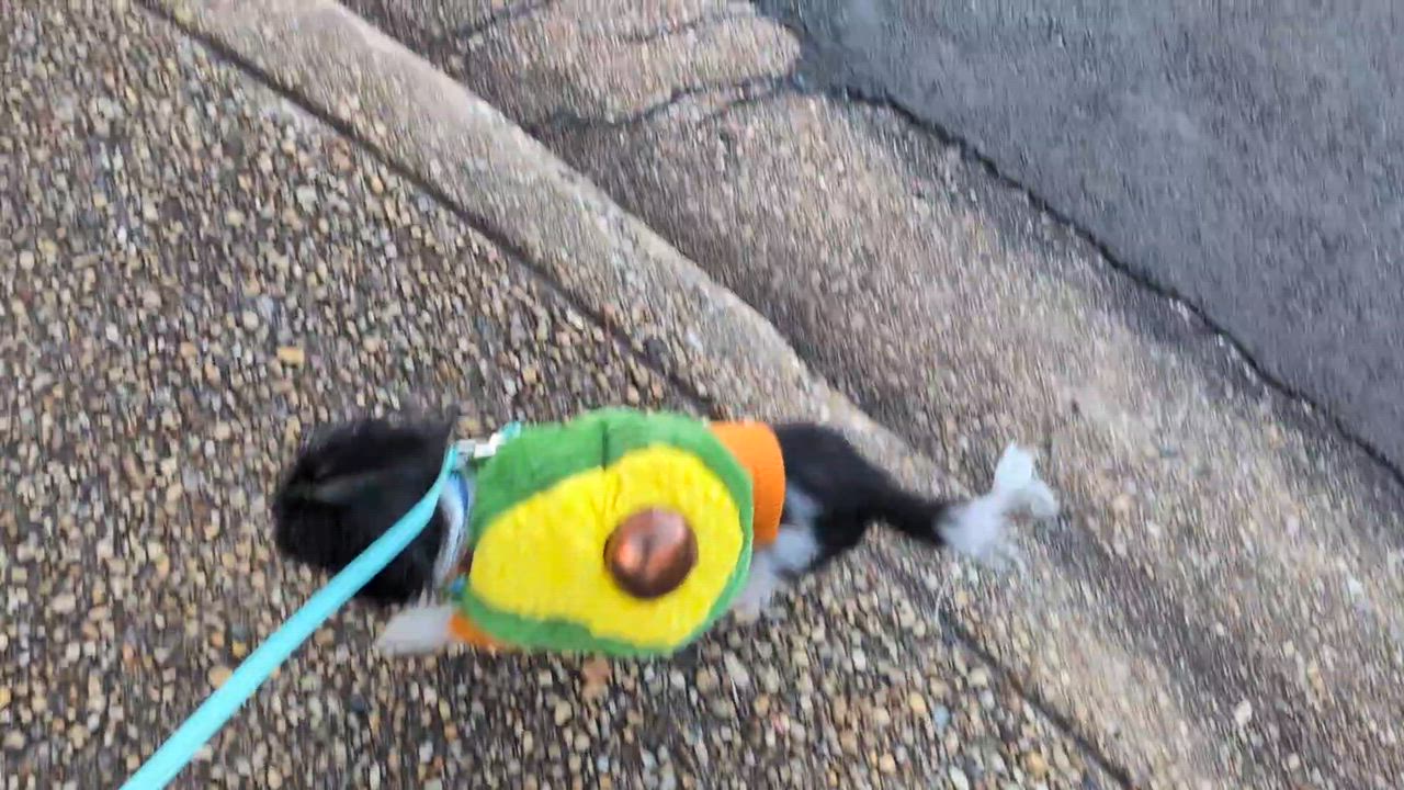 Enlarge Furby, a Adoptable mixed breed in Rockville, MD video 6/6