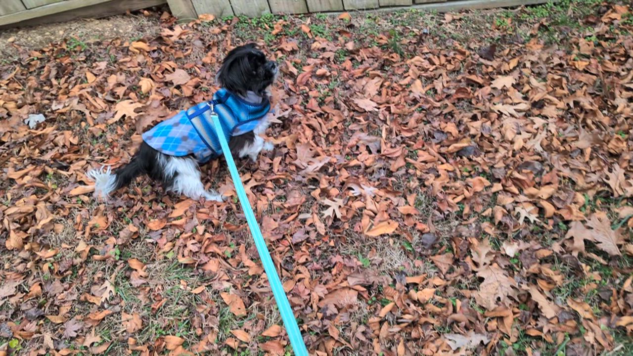 Enlarge Furby, a Adoptable mixed breed in Rockville, MD video 5/6