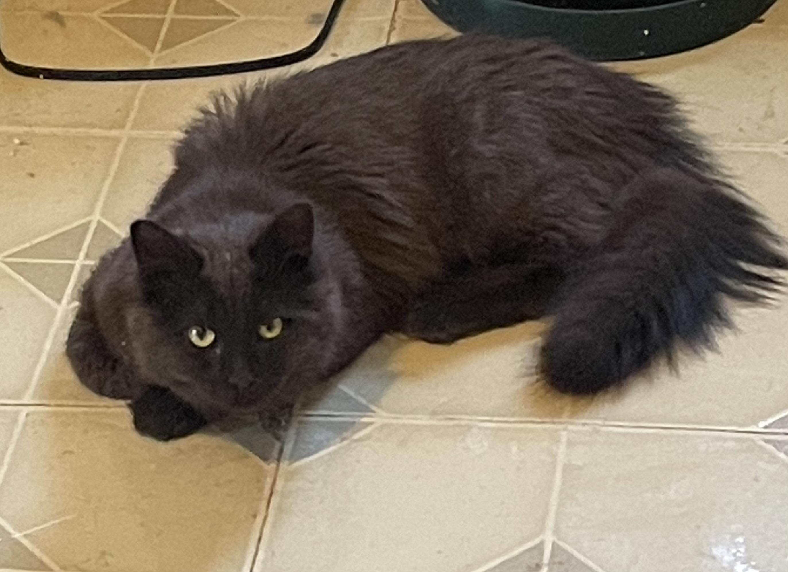 Brandon, ADOPTABLE, Kitten Male Maine Coon.