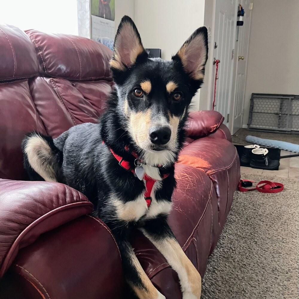 Enlarge Obi, a Adoptable mixed breed in Reynoldsburg, OH image 1/6