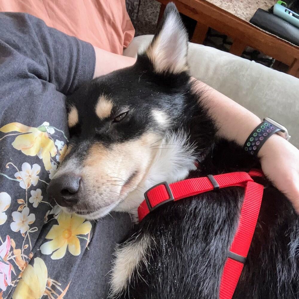 Enlarge Obi, a Adoptable mixed breed in Reynoldsburg, OH image 2/6