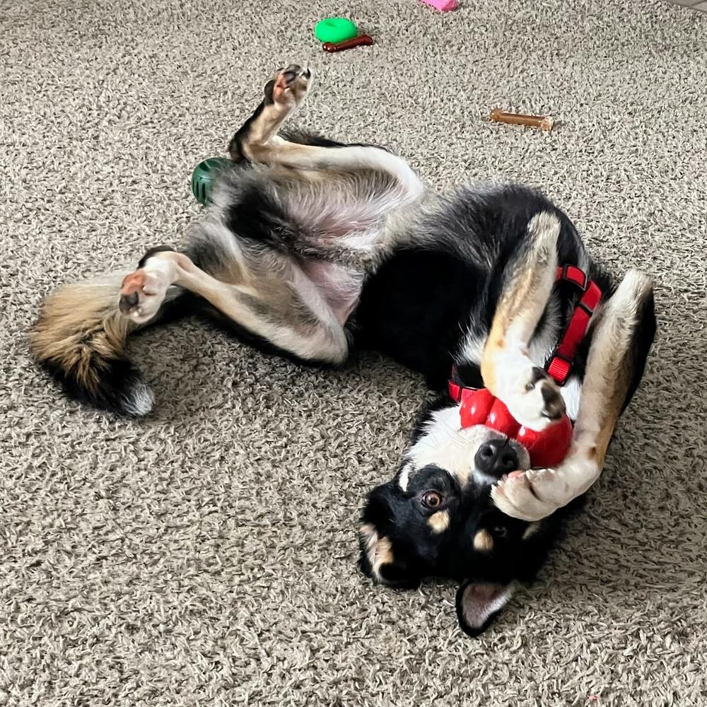 Enlarge Obi, a Adoptable mixed breed in Reynoldsburg, OH image 3/6