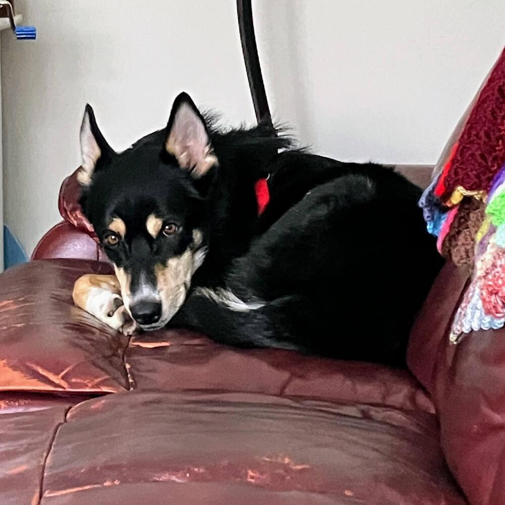 Enlarge Obi, a Adoptable mixed breed in Reynoldsburg, OH image 4/6