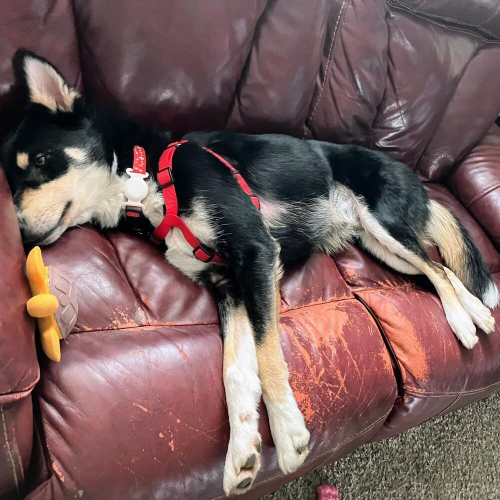 Enlarge Obi, a Adoptable mixed breed in Reynoldsburg, OH image 5/6