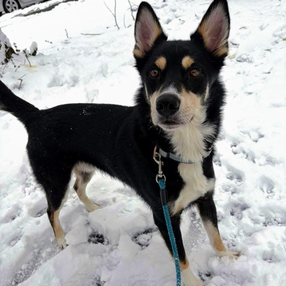 Enlarge Obi, a Adoptable mixed breed in Reynoldsburg, OH image 6/6