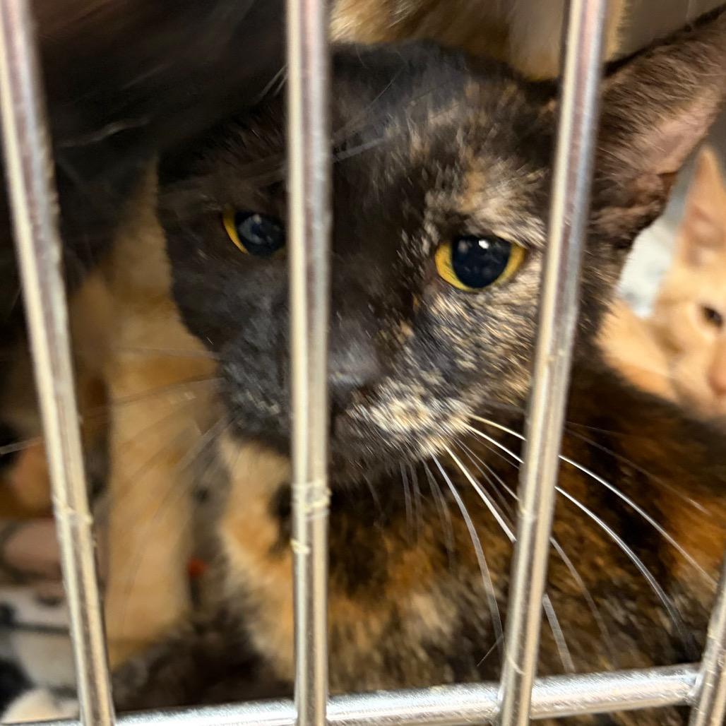 Enlarge Salem, a Adoptable mixed breed in Ashtabula, OH image 1/2