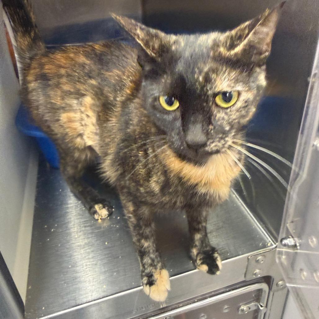 Enlarge Salem, a Adoptable mixed breed in Ashtabula, OH image 2/2