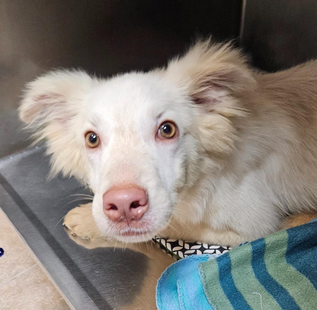Enlarge Parri, a Adoptable mixed breed in Sherwood, AR image 1/1