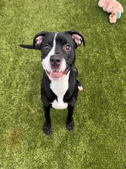 CHANCELLOR BEANS, Adoptable, Young Male Pit Bull Terrier.