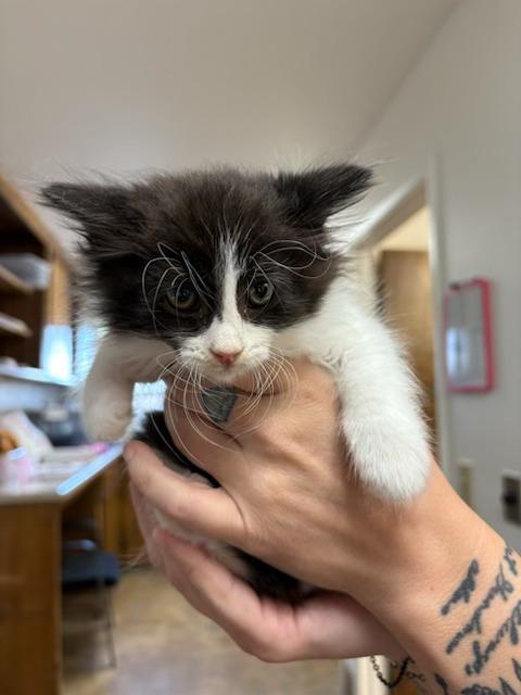 Enlarge Willowfluff, a Adoptable Domestic Medium Hair in Oakdale, CA image 1/1