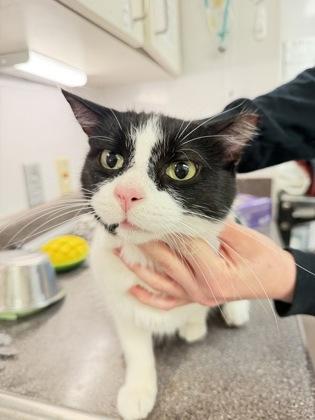 Enlarge Waldo, a Adoptable mixed breed in South Bend, IN image 1/1