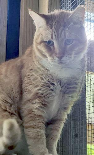Casino - Petsmart Plantation Foster Home, Adoptable, Adult Male Domestic Short Hair.