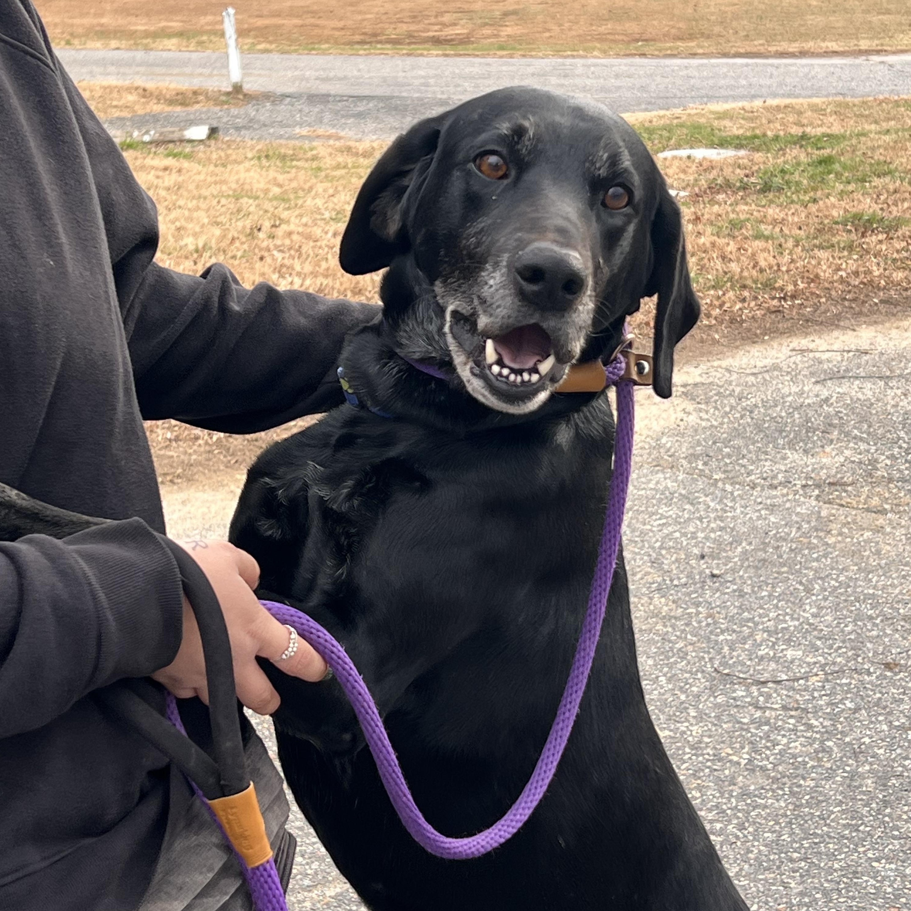 Griffin, an adopted mixed breed in Saluda, VA image 1/4