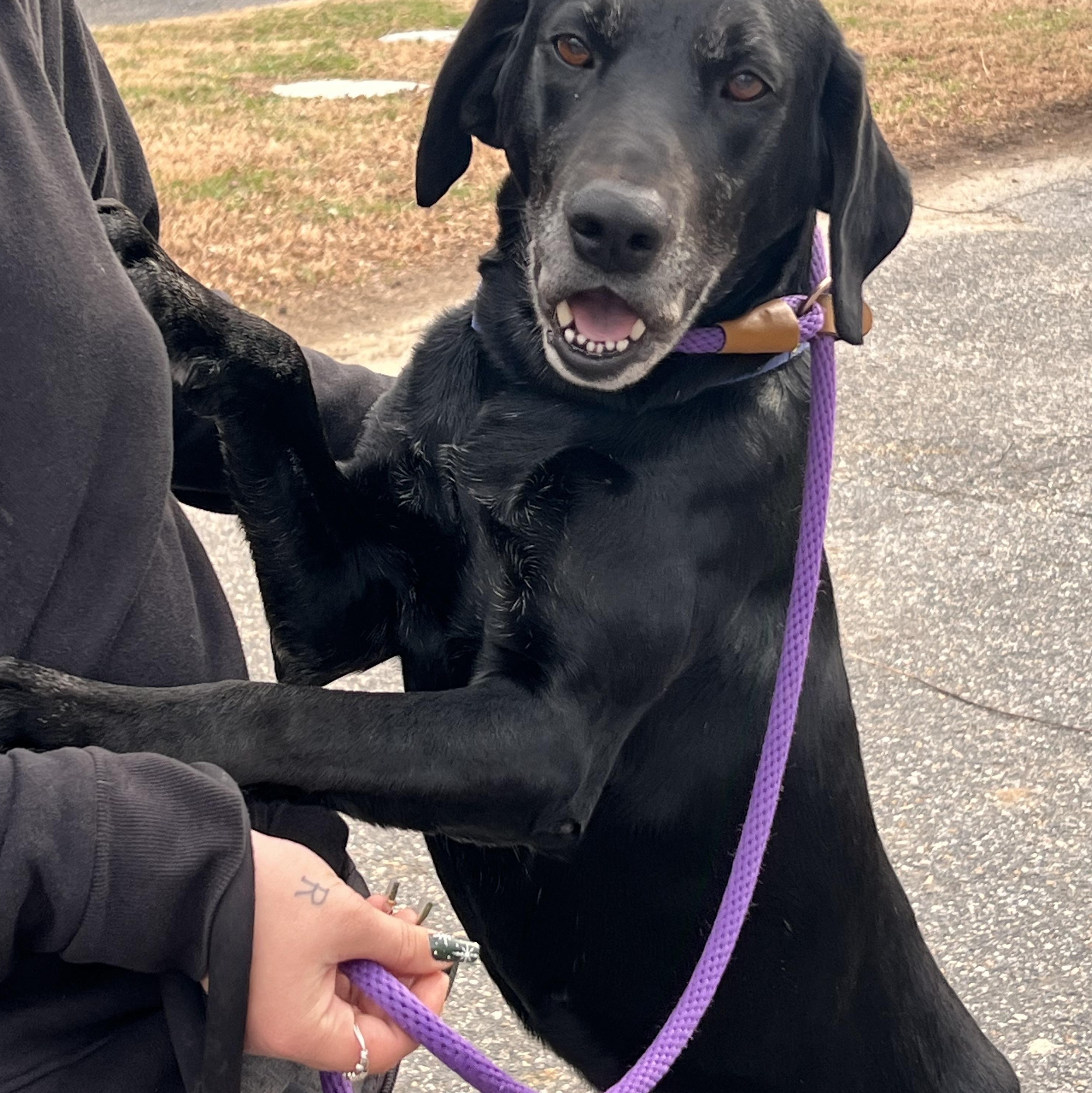 Griffin, an adopted mixed breed in Saluda, VA image 4/4