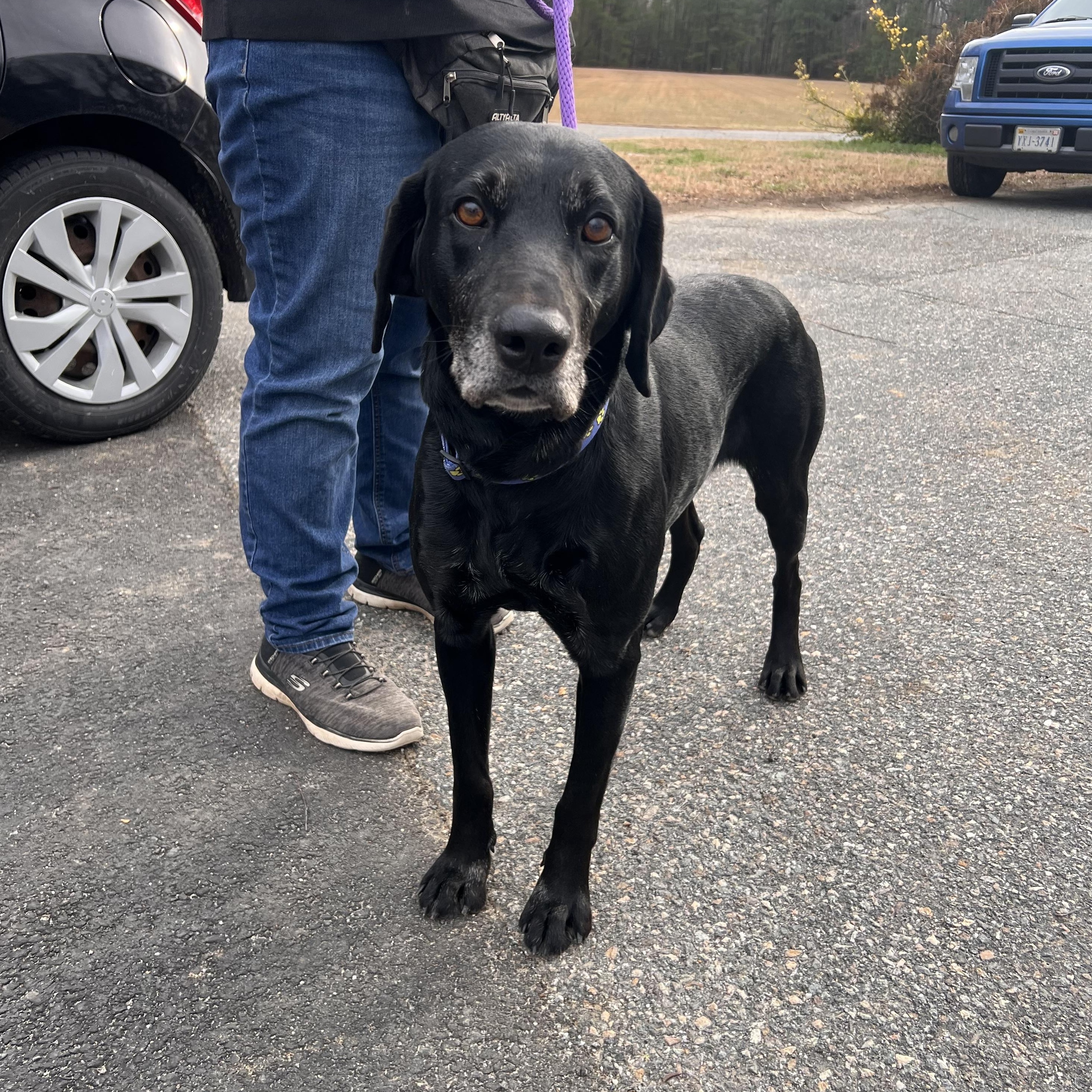 Griffin, an adopted mixed breed in Saluda, VA image 3/4