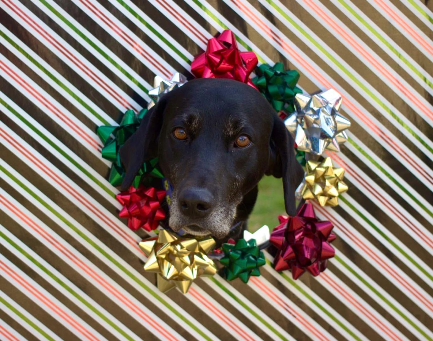 Griffin, an adopted mixed breed in Saluda, VA image 2/4