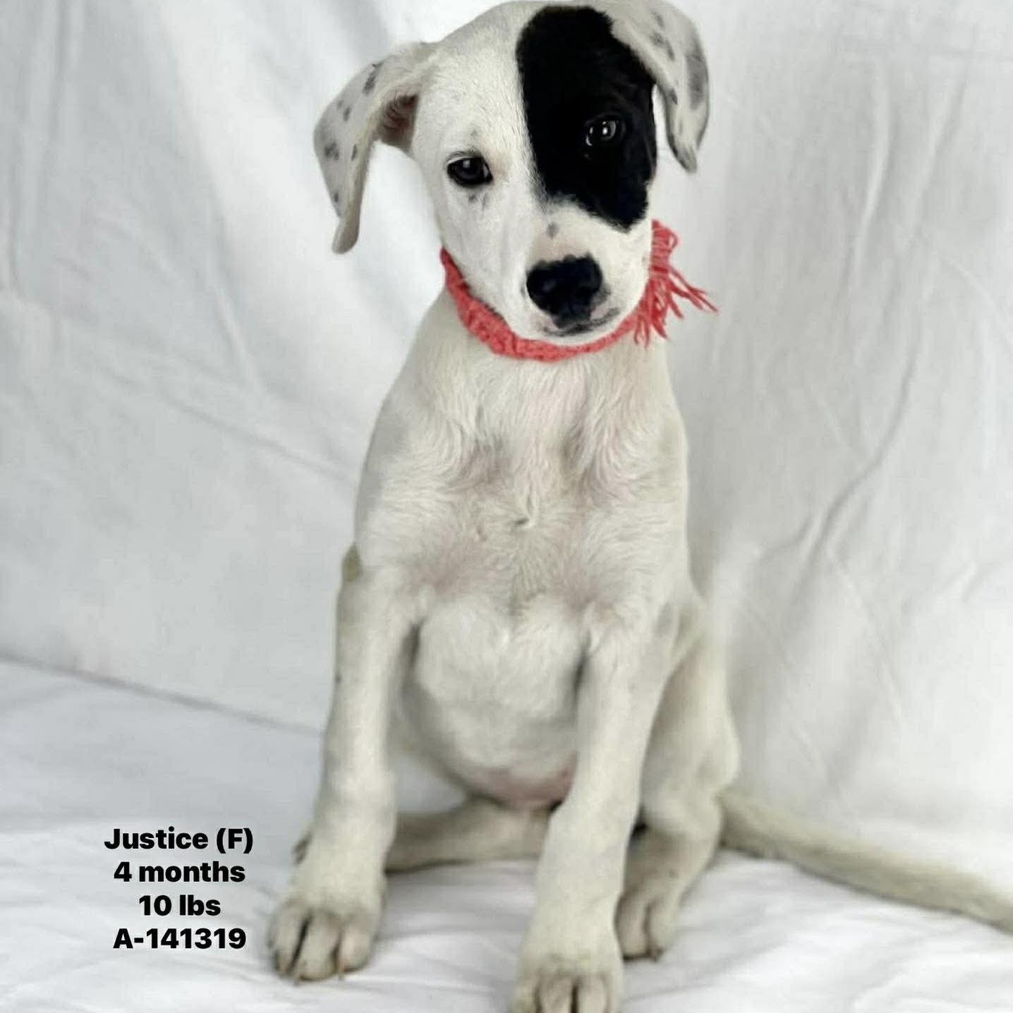Enlarge Justice - Local May 22-24, an adoptable mixed breed in Westerly, RI image 1/1