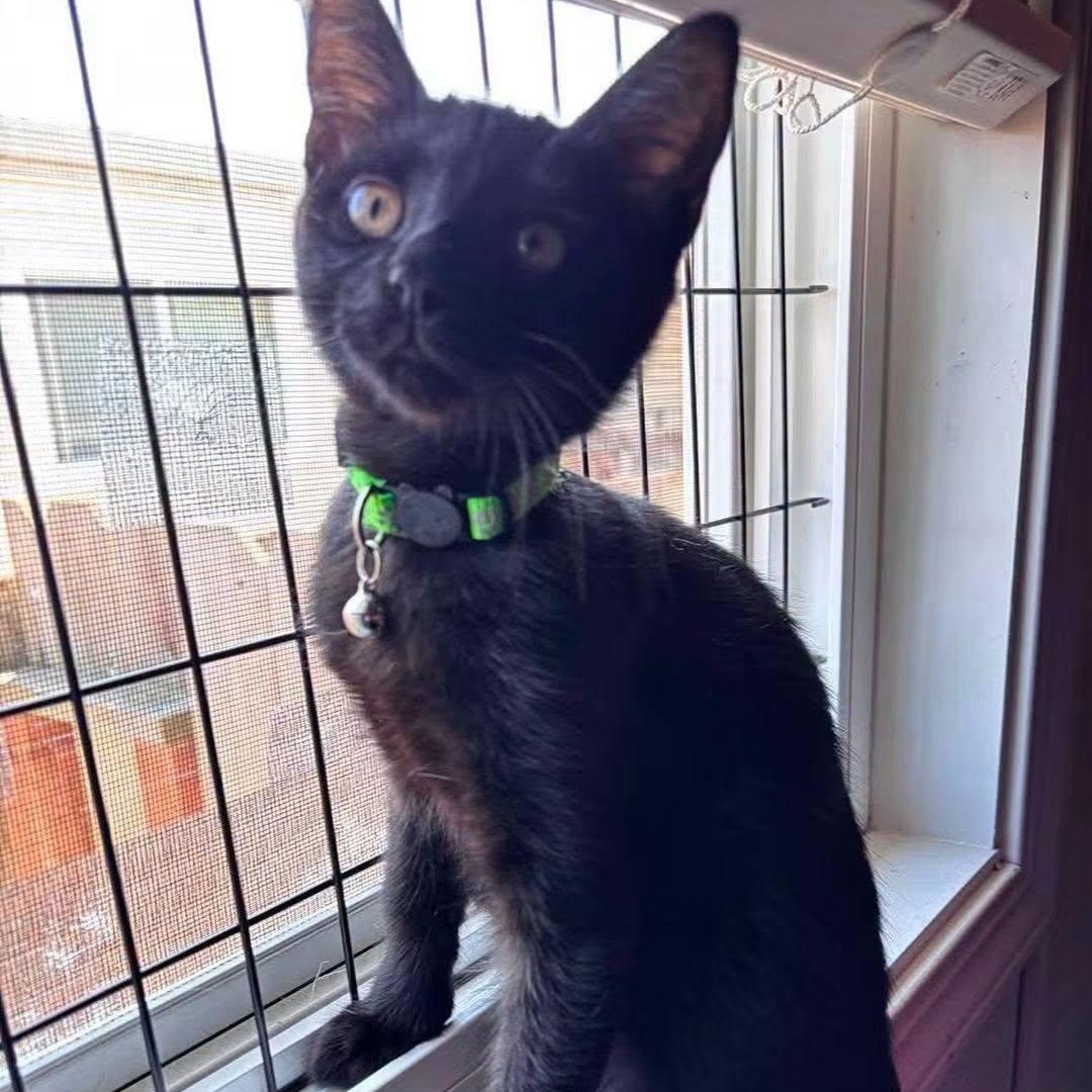 Saroo, Adopted, Kitten Male Bombay.