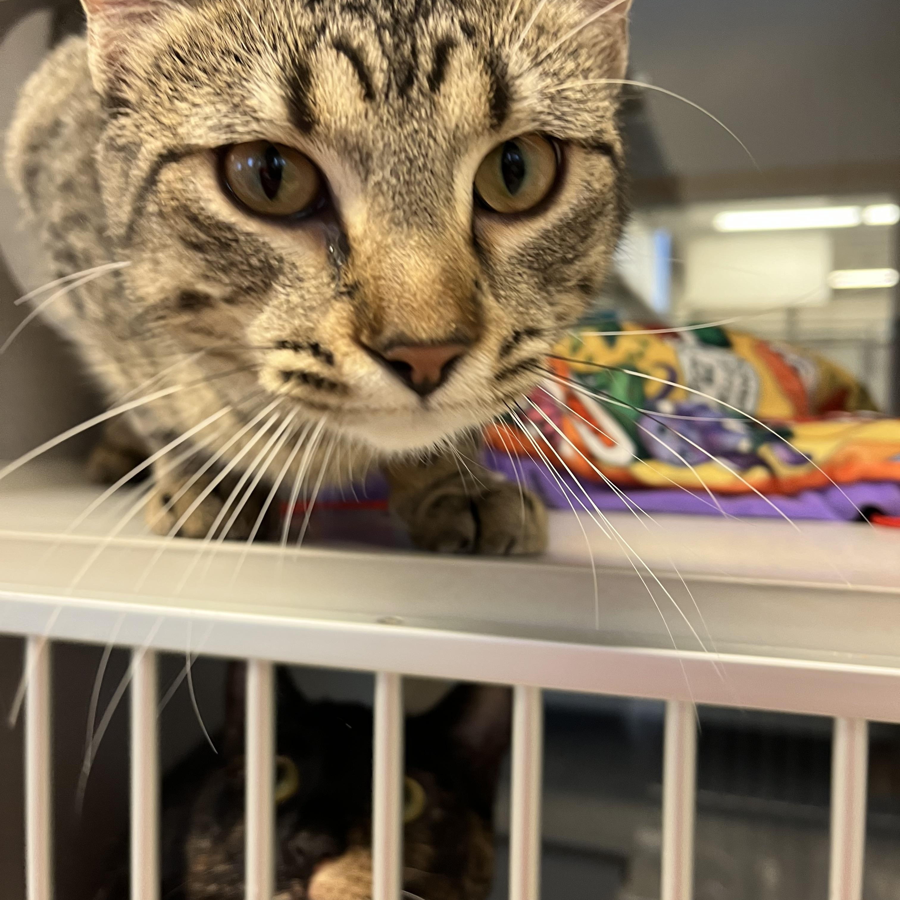 Scone Located @ PetSmart Near Lindale Mall